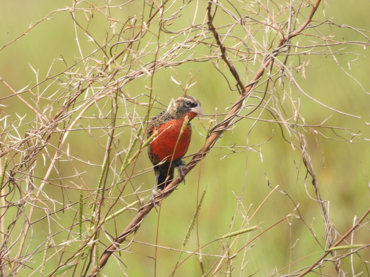 Red-breasted Meadowlark - ML644227758