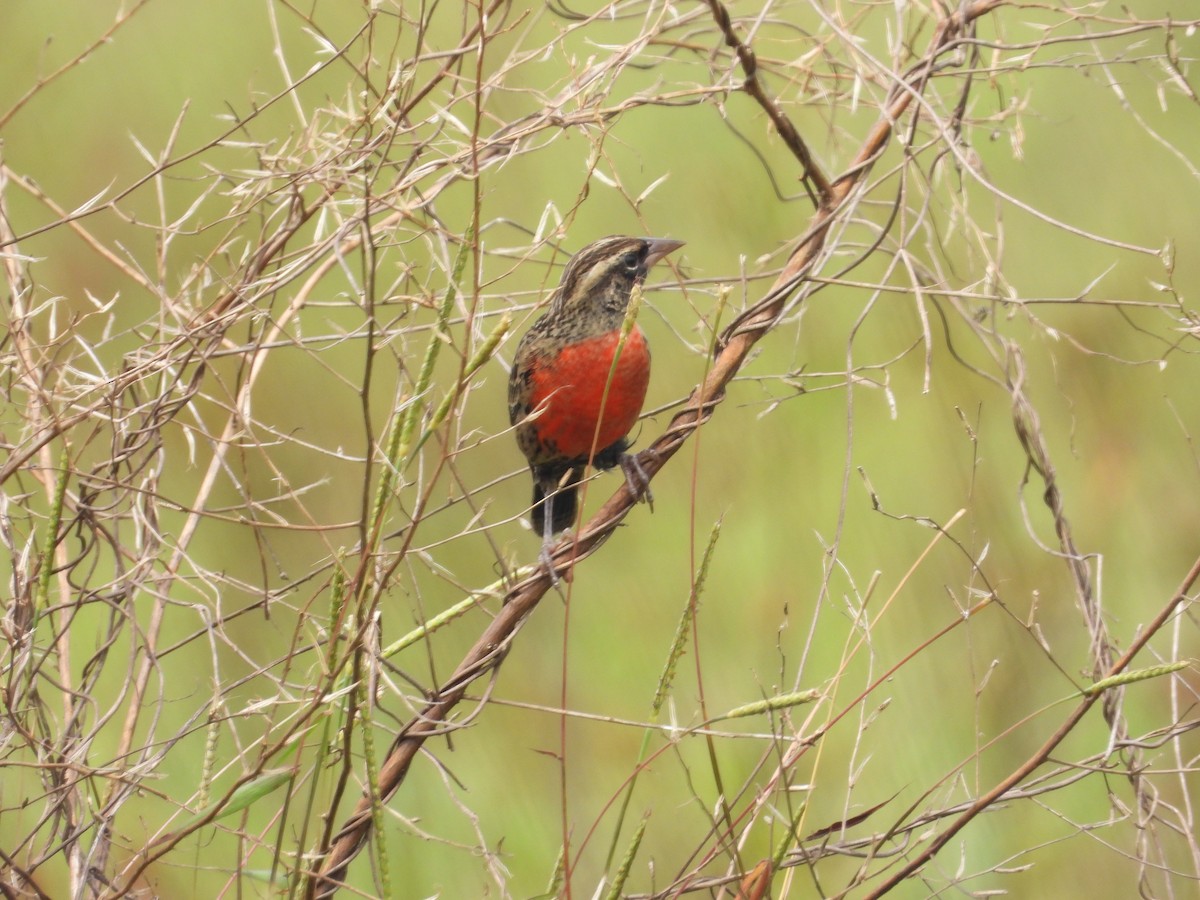 Red-breasted Meadowlark - ML644227760