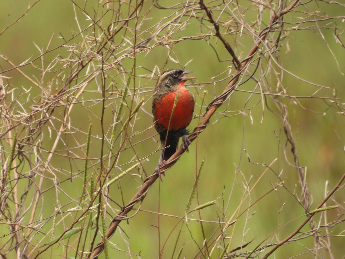 Red-breasted Meadowlark - ML644227761