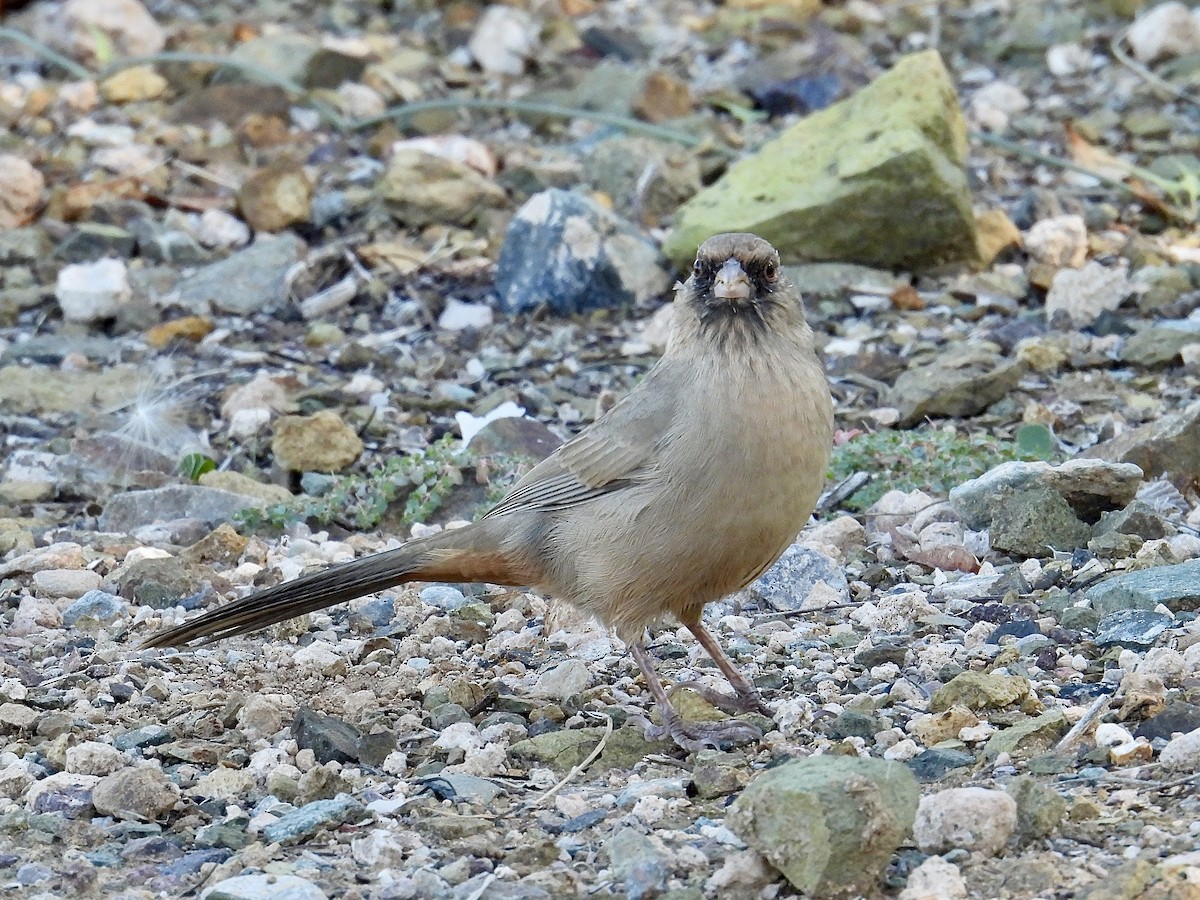 Abert's Towhee - ML644227764
