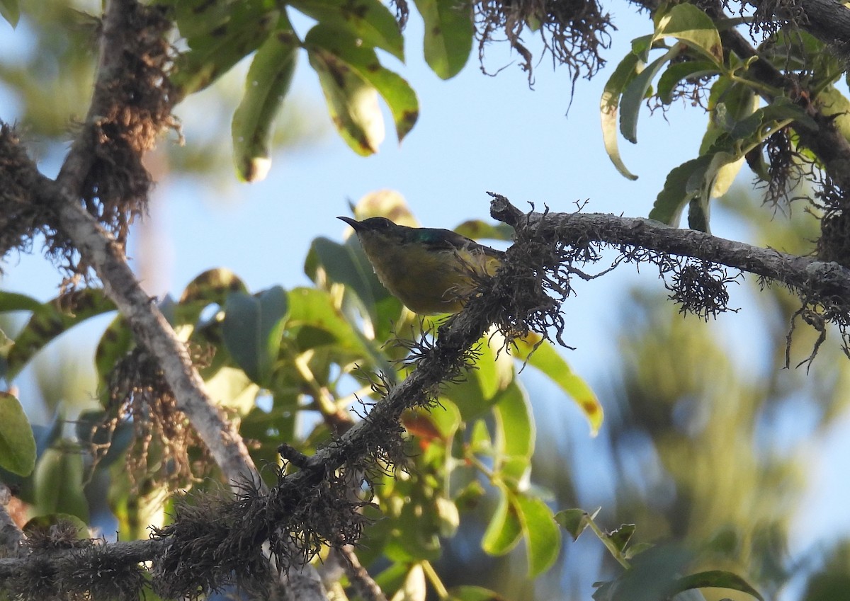 Collared Sunbird - ML644227778