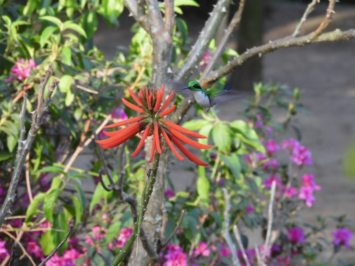 Black-eared Fairy - ML644227779