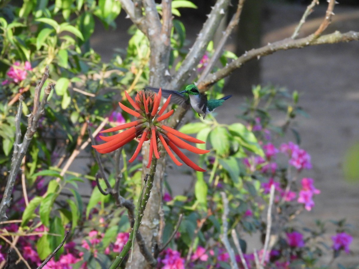 Black-eared Fairy - ML644227780