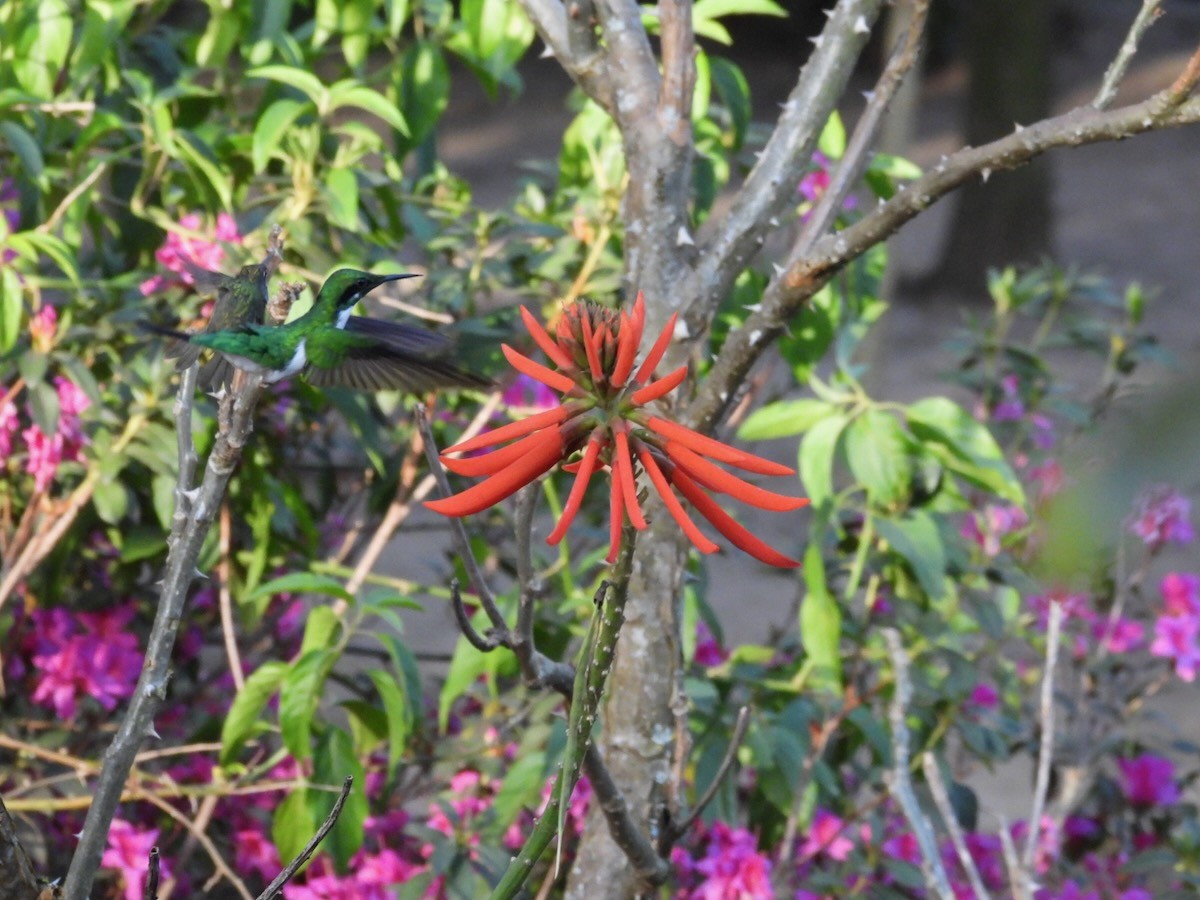 Black-eared Fairy - ML644227781