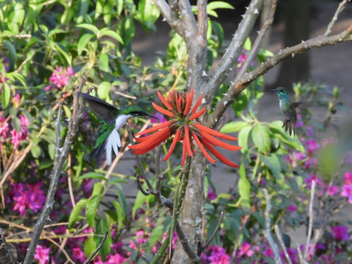Black-eared Fairy - ML644227782