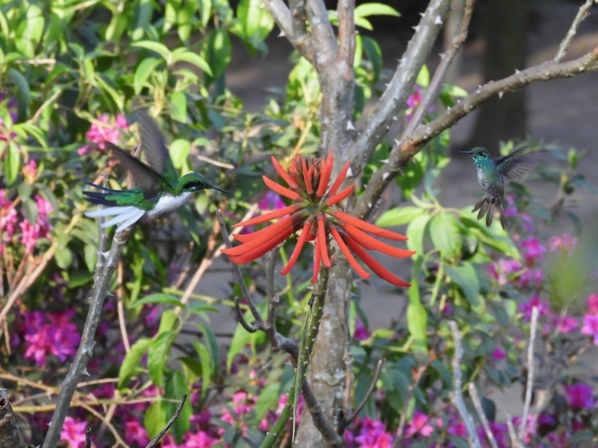 Black-eared Fairy - ML644227783