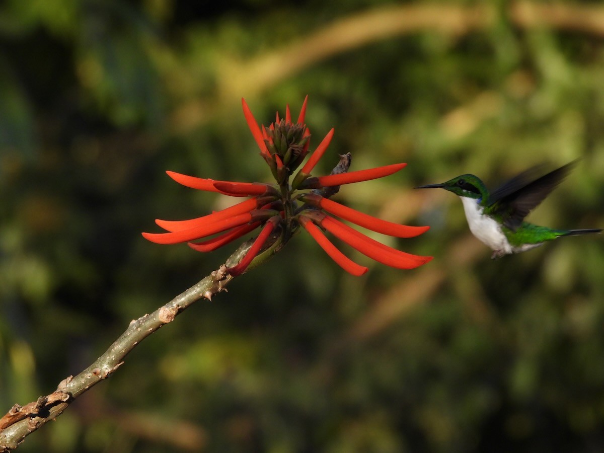 Black-eared Fairy - ML644227784