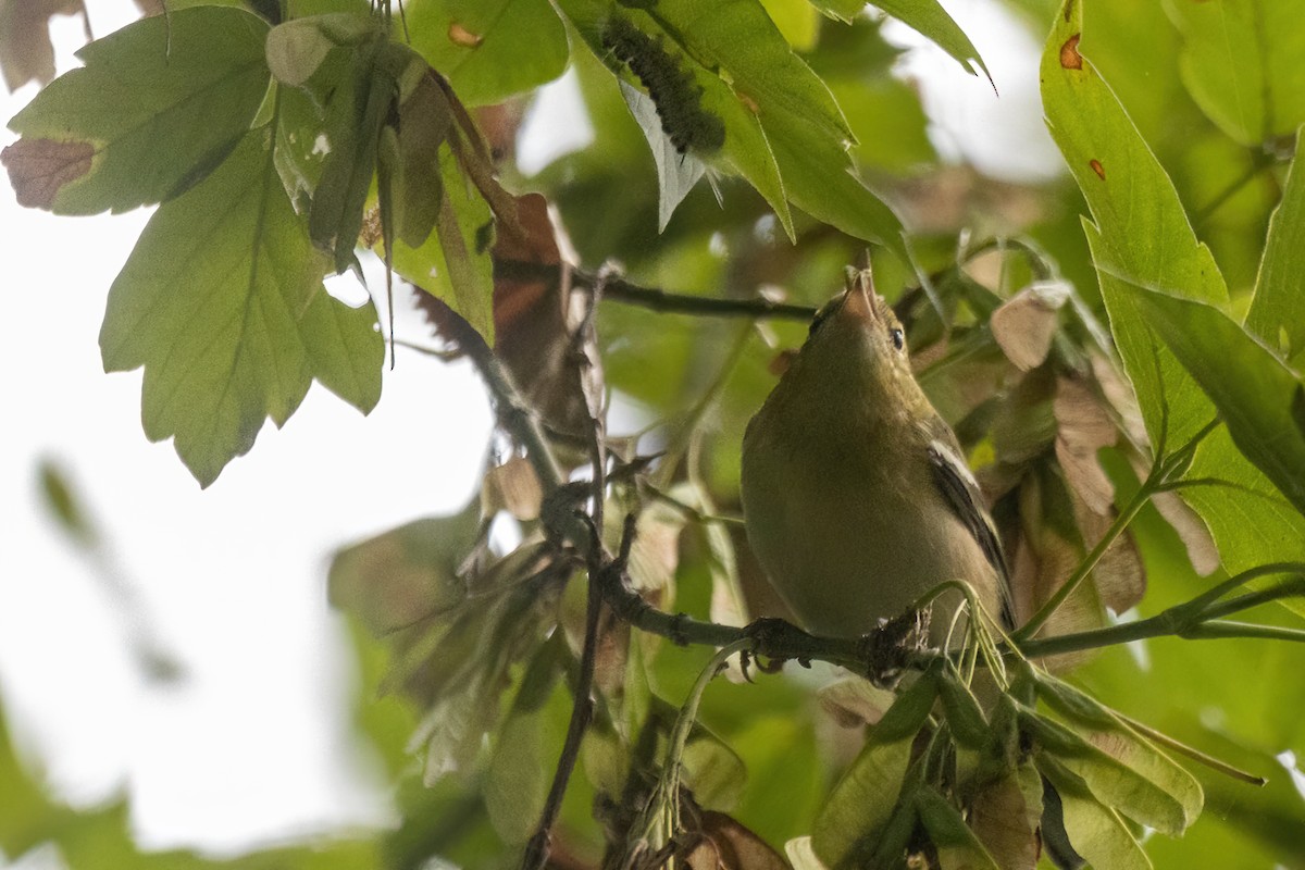 Bay-breasted Warbler - ML644227794