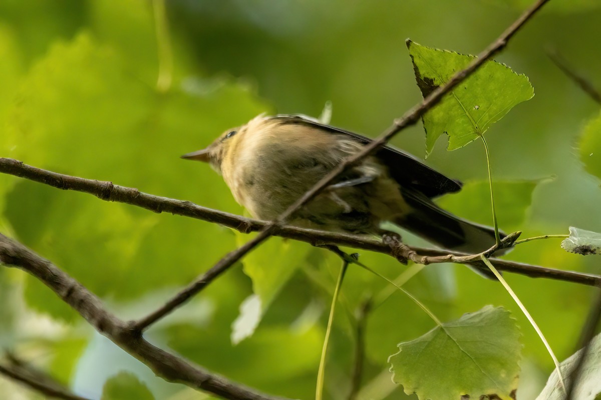 Bay-breasted Warbler - ML644227795