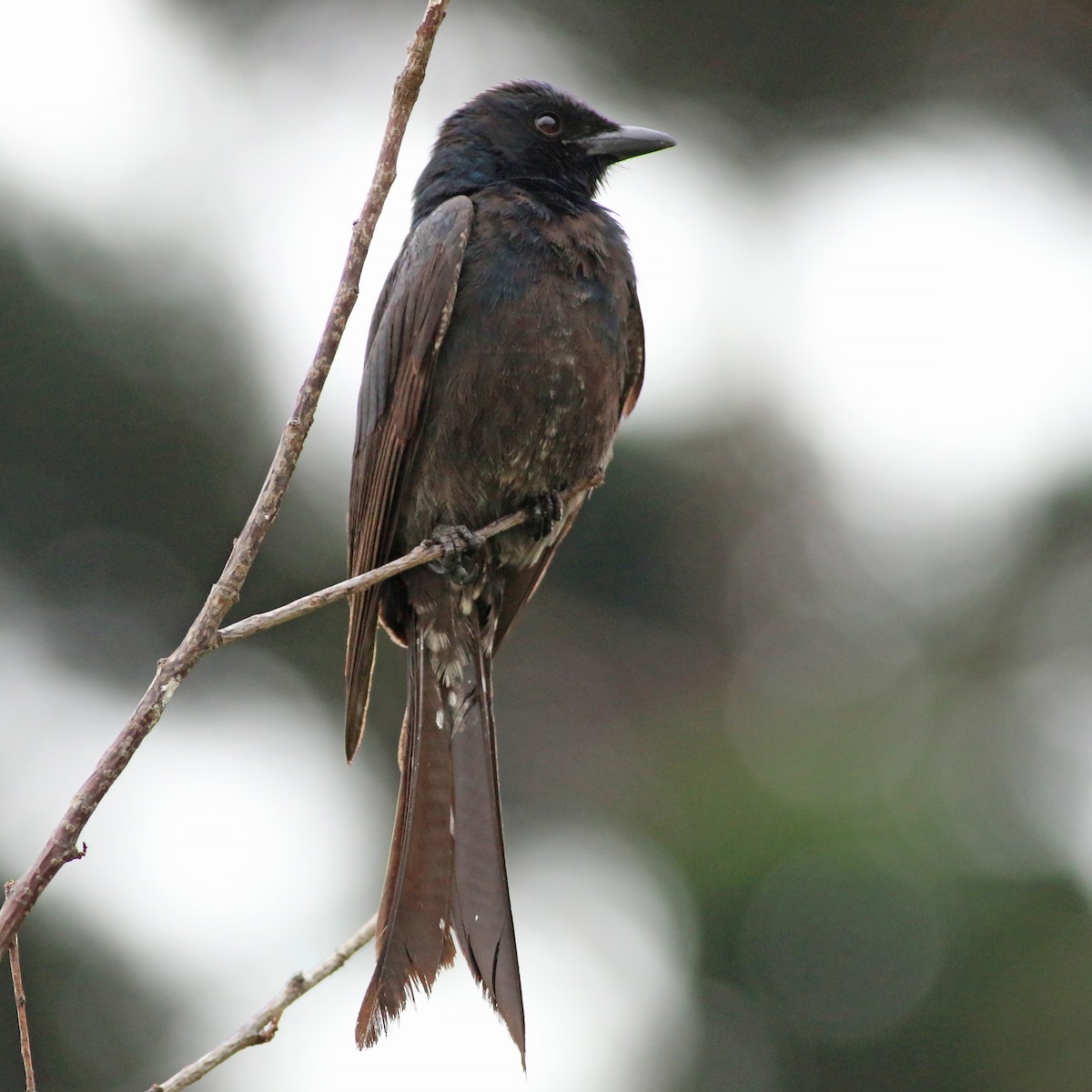 svartdrongo - ML644227796
