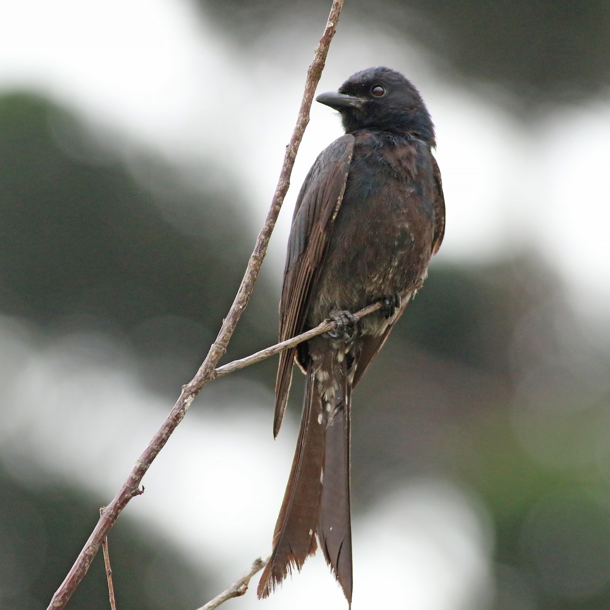 svartdrongo - ML644227797