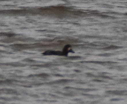 Морская чернеть - ML644227799