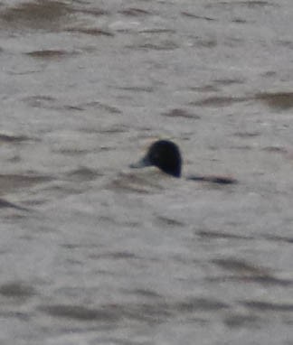 Морская чернеть - ML644227801