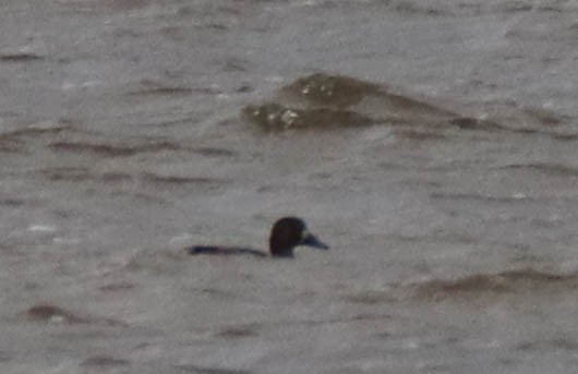 Морская чернеть - ML644227806