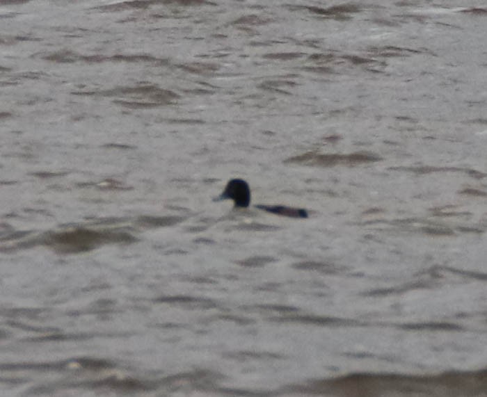 Морская чернеть - ML644227807