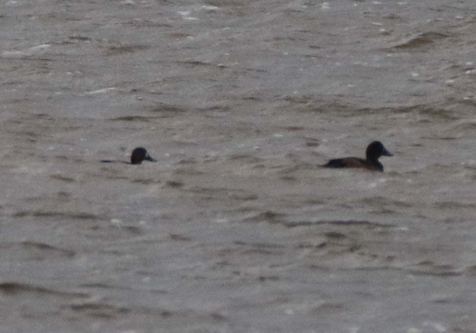 Морская чернеть - ML644227810