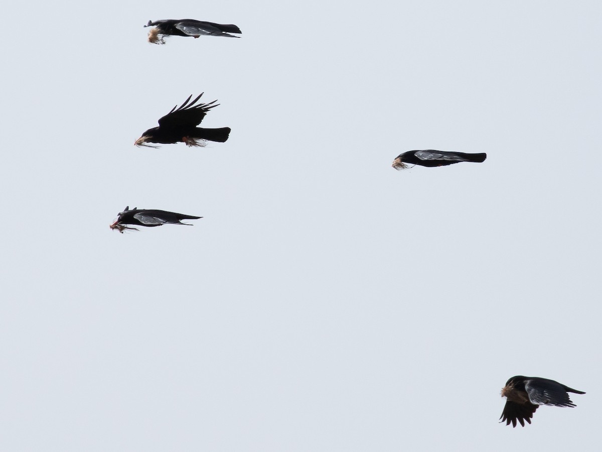 ベニハシガラス - ML644227816