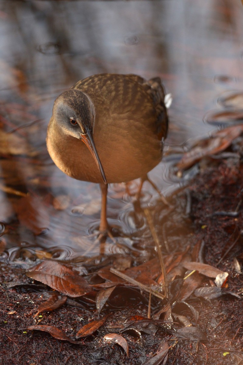 Virginia Rail - ML644227822