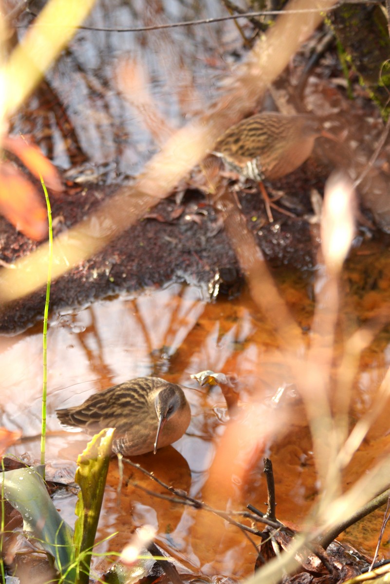 Virginia Rail - ML644227823