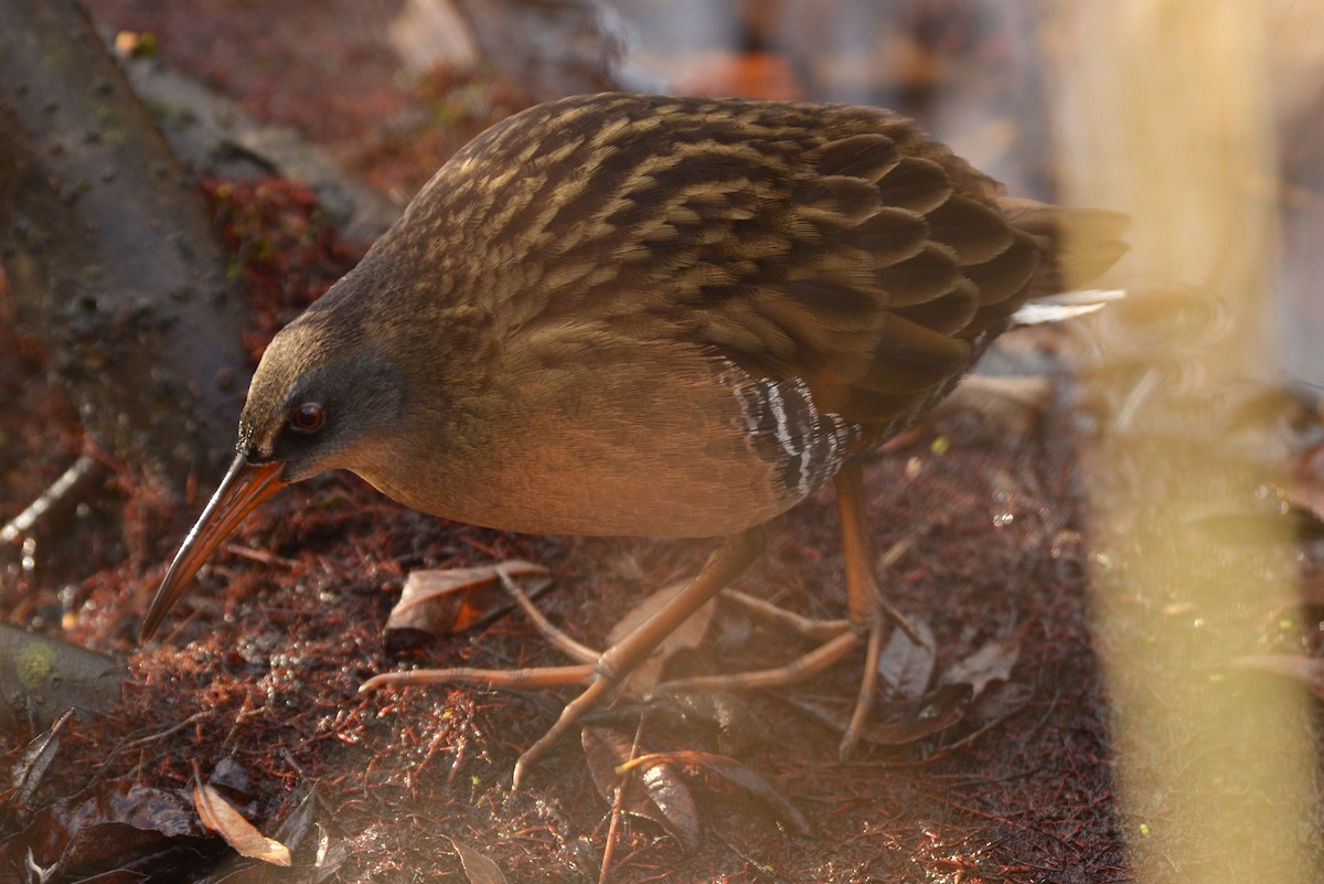 Virginia Rail - ML644227824
