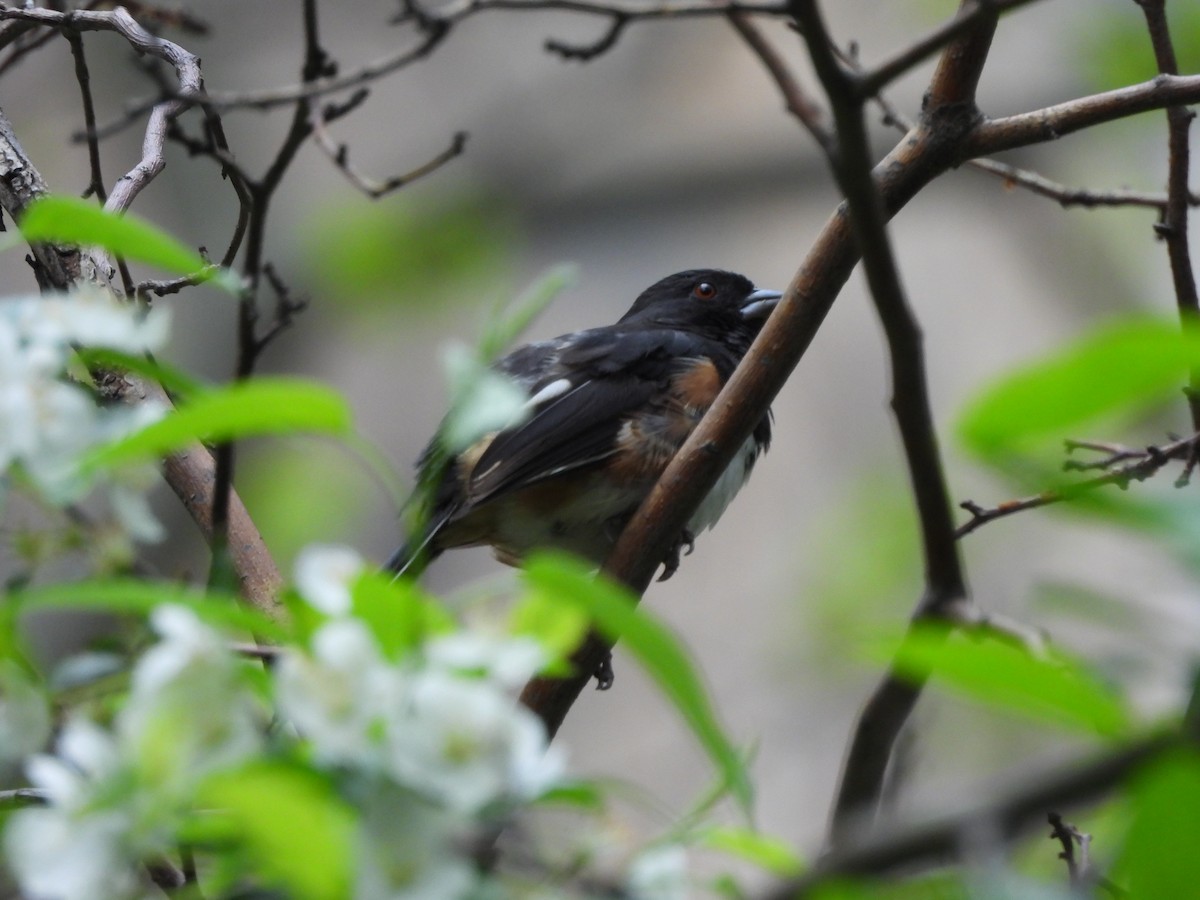 Eastern Towhee - ML644227835