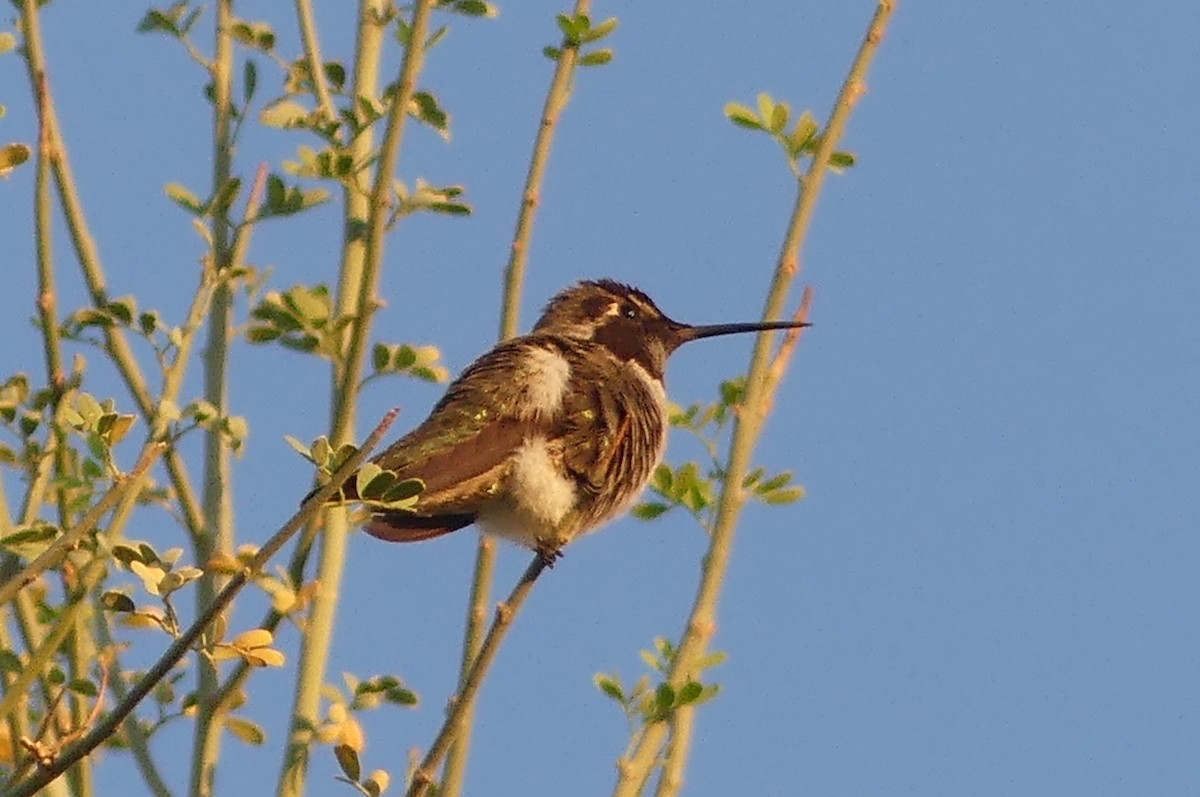 Costa's Hummingbird - ML644227838