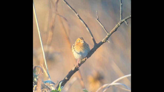LeConte's Sparrow - ML644227851