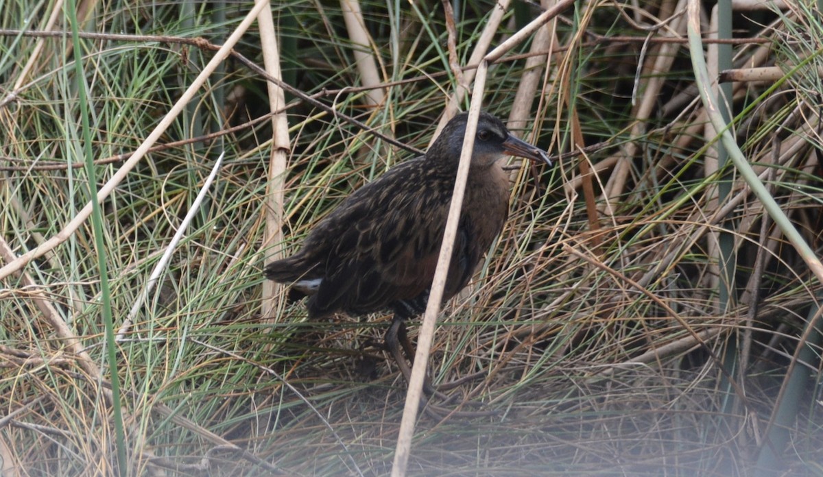 Virginia Rail - ML644227853