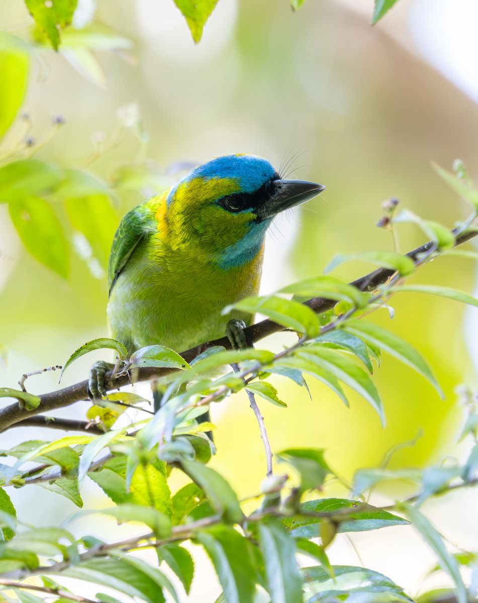 Golden-naped Barbet - ML644227857