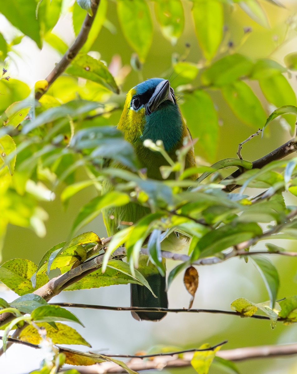 Golden-naped Barbet - ML644227858