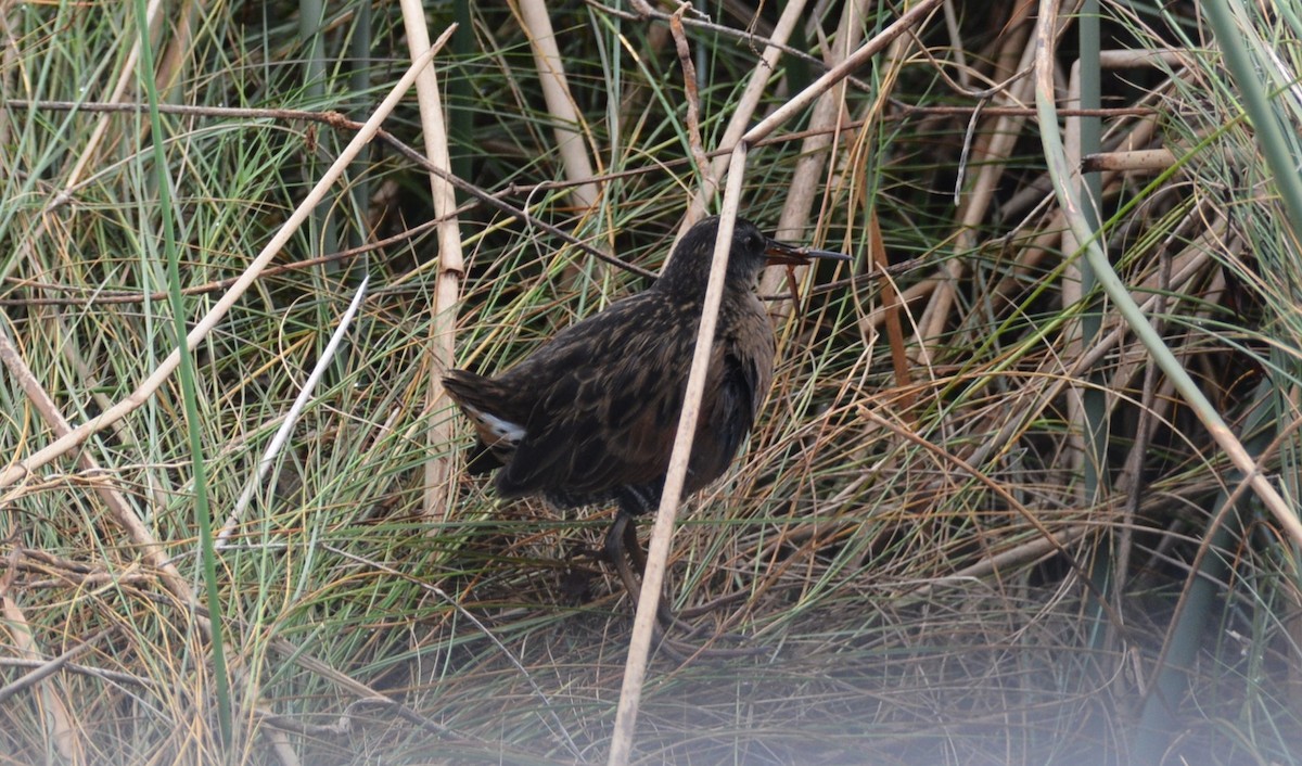Virginia Rail - ML644227859