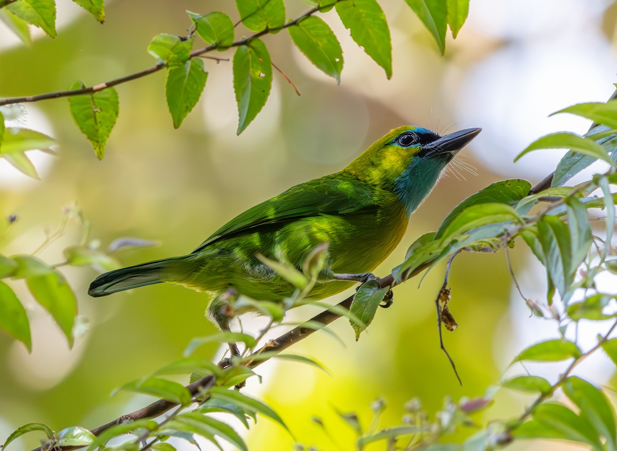 Golden-naped Barbet - ML644227860