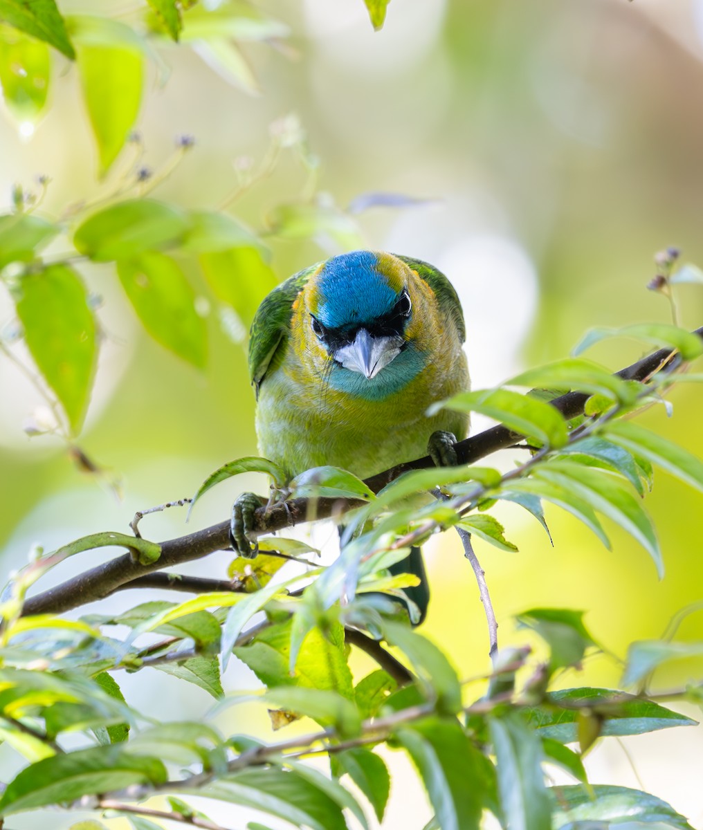 Golden-naped Barbet - ML644227886