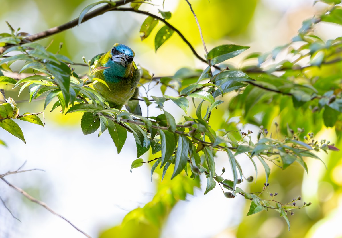 Golden-naped Barbet - ML644227887