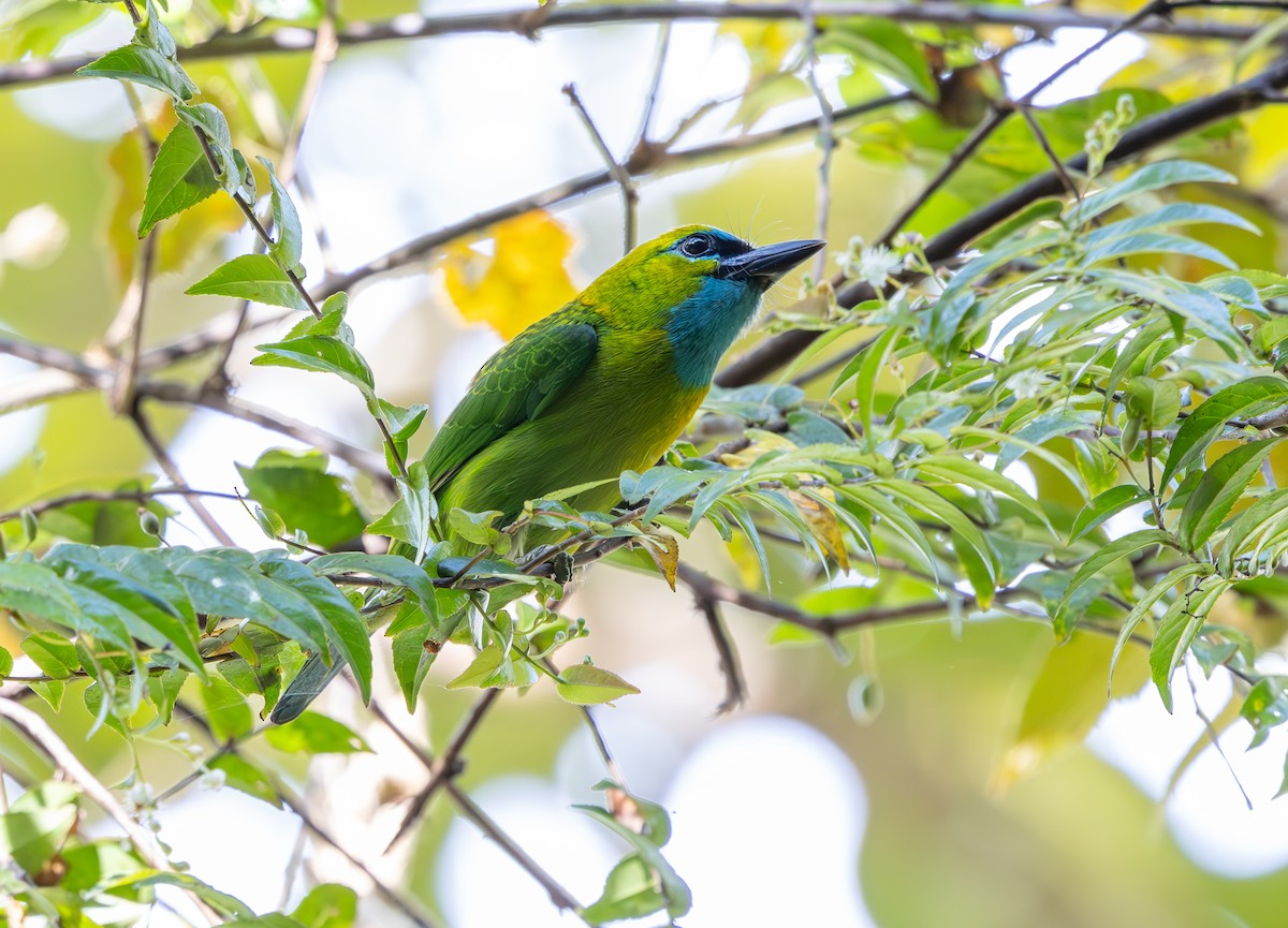 Golden-naped Barbet - ML644227888