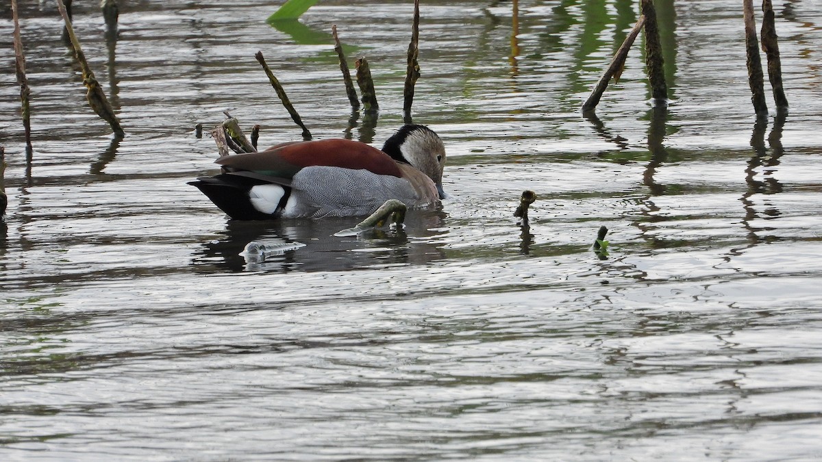 Rotschulterente - ML644227889