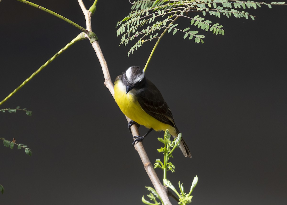 Tyran sociable - ML644227891