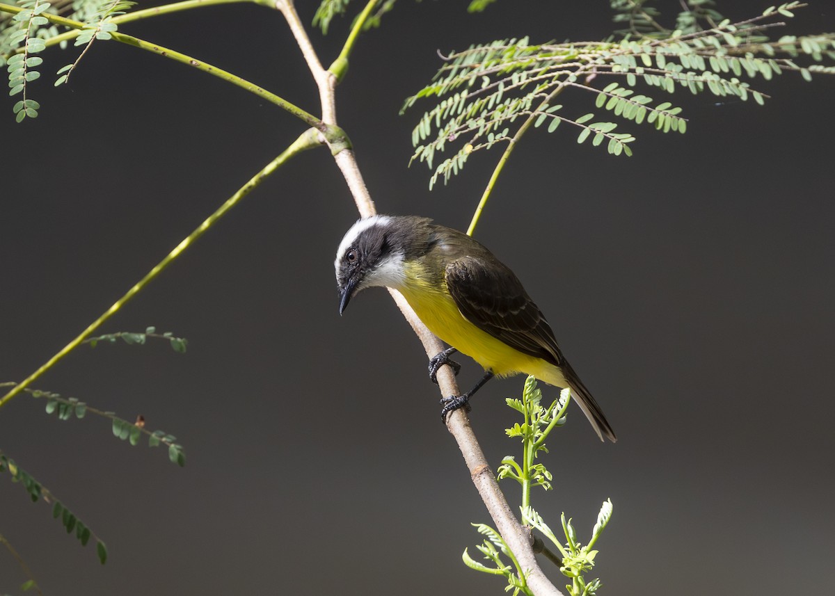 Tyran sociable - ML644227893