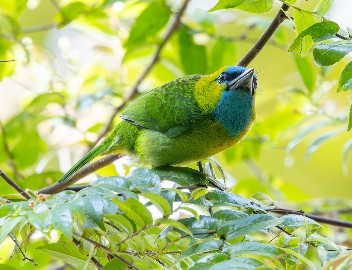 Golden-naped Barbet - ML644227895