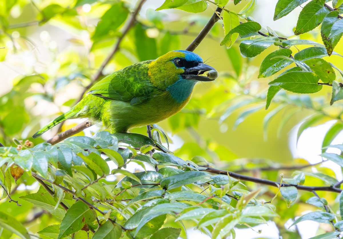 Golden-naped Barbet - ML644227896