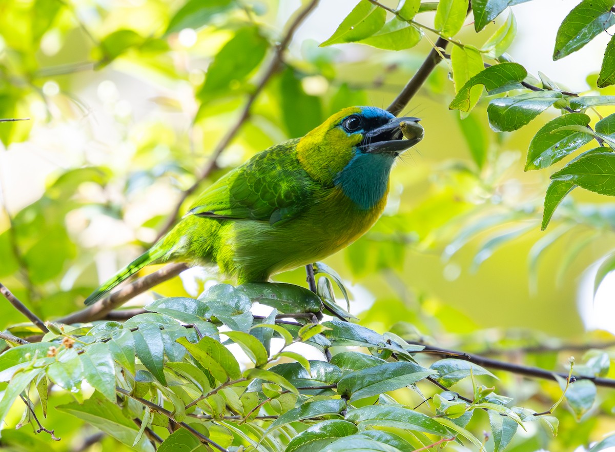Golden-naped Barbet - ML644227897