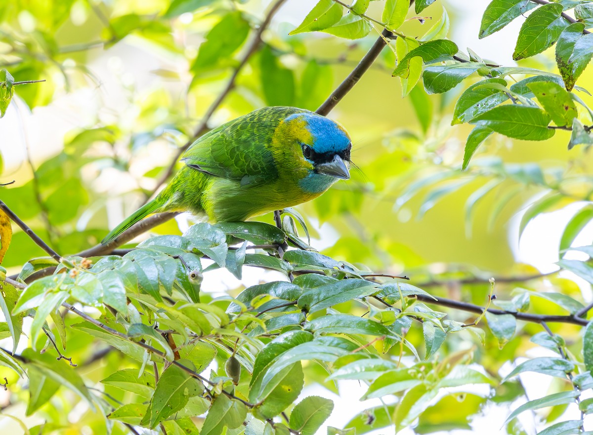 Golden-naped Barbet - ML644227898