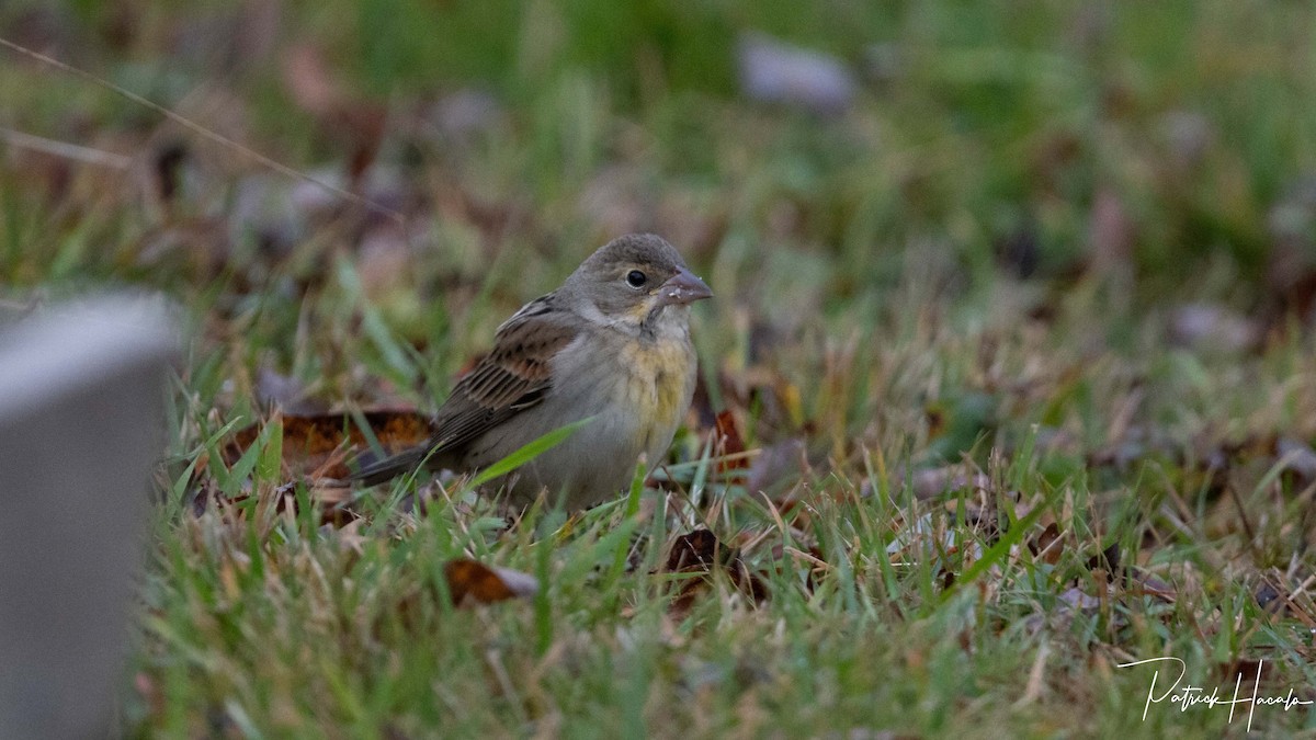 Dickcissel - ML644227899
