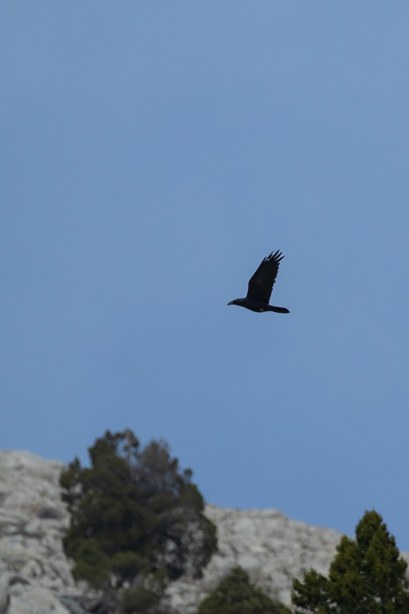 Grand Corbeau - ML644227910