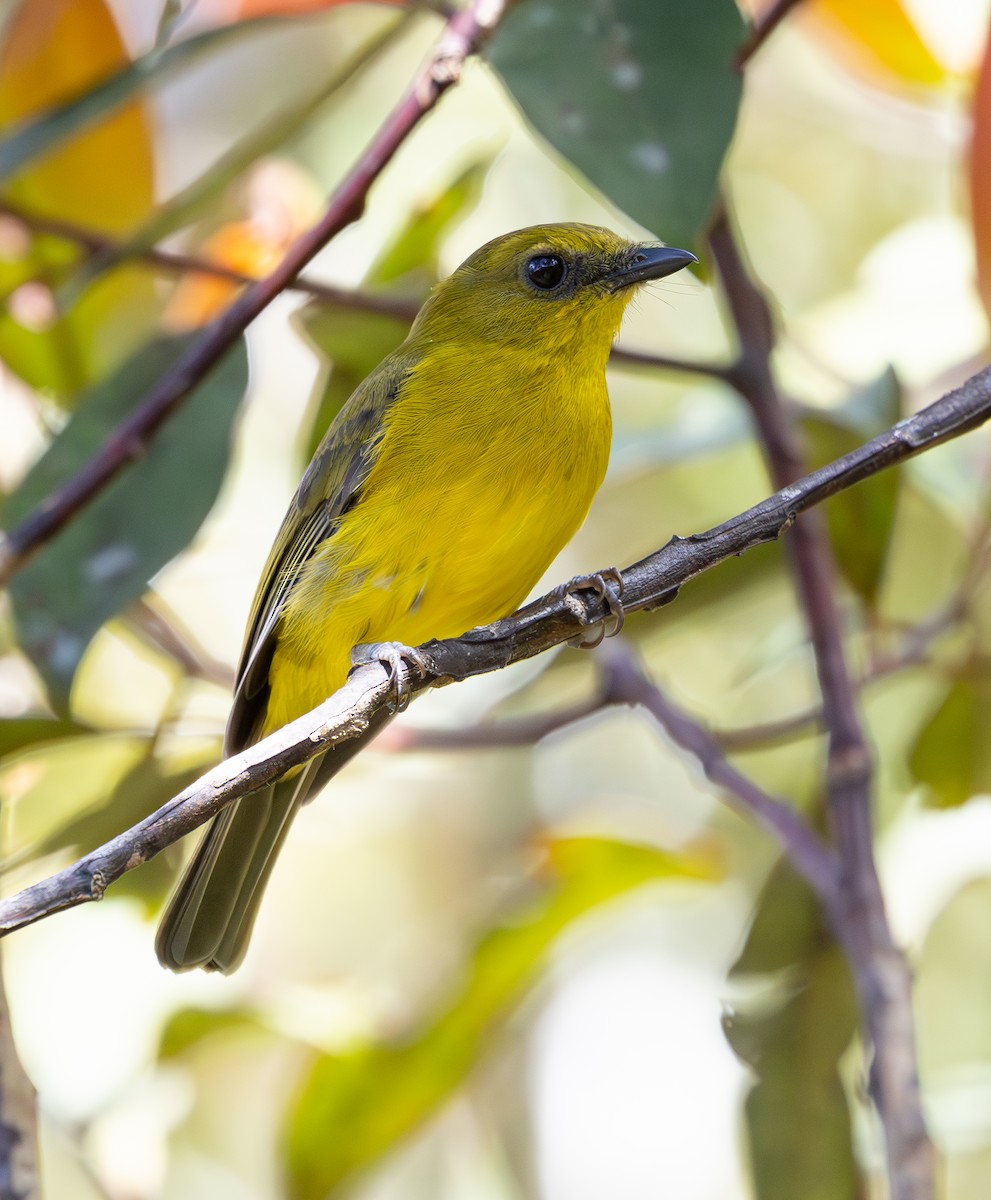 Bornean Whistler - ML644227915