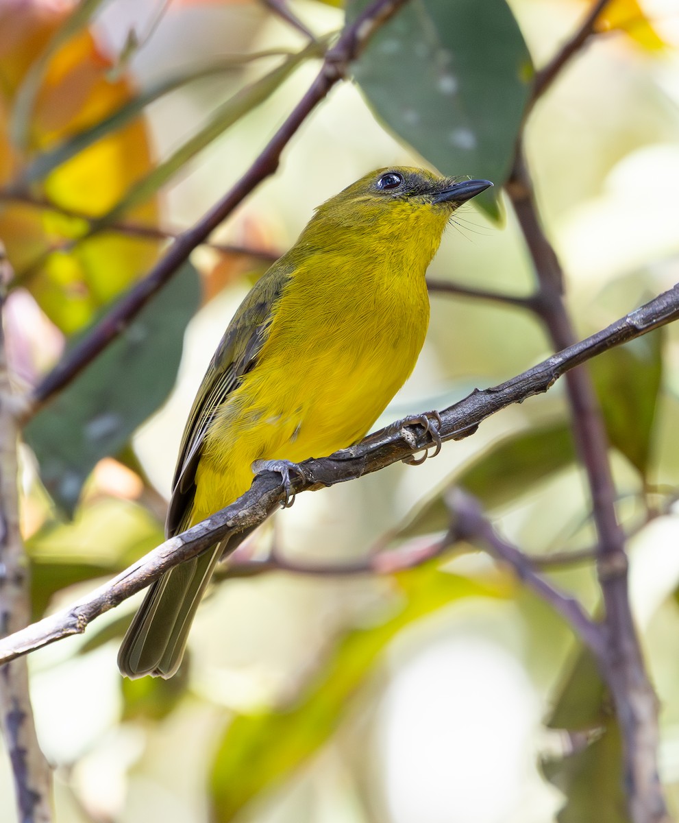 Bornean Whistler - ML644227917