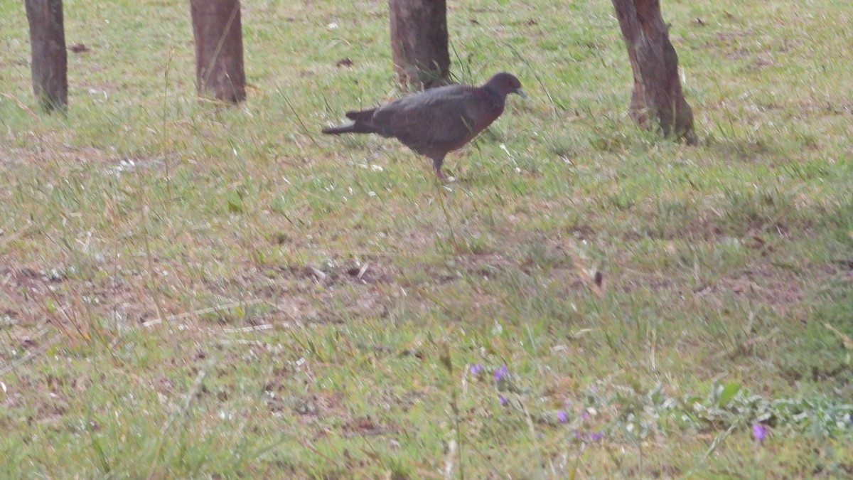 Pikazuro Güvercini - ML644227924