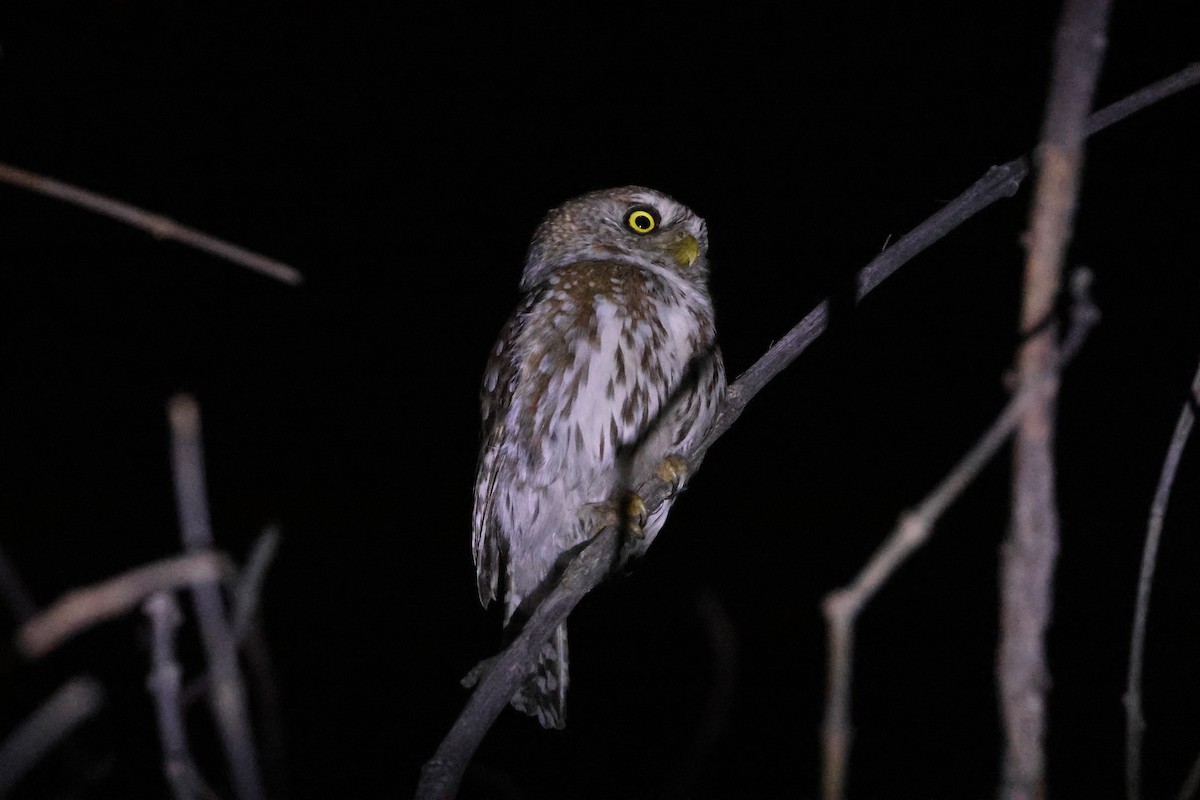 Pearl-spotted Owlet - ML644227939