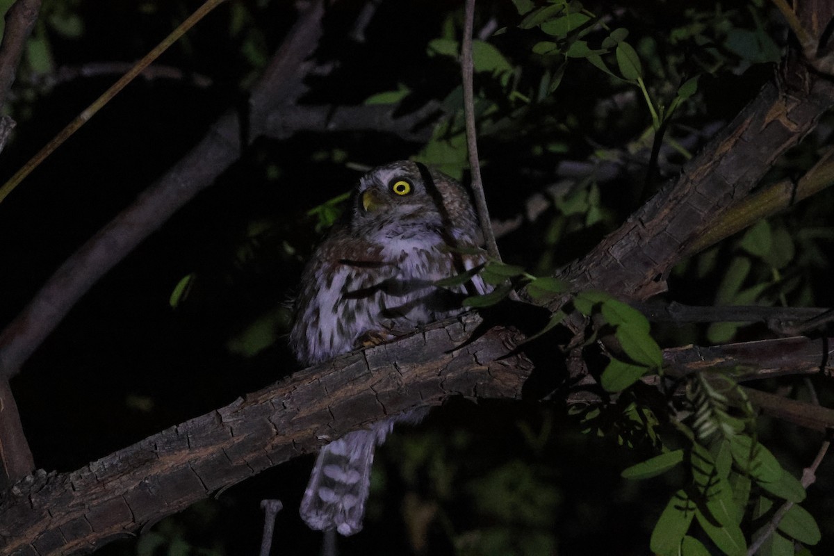 Pearl-spotted Owlet - ML644227941