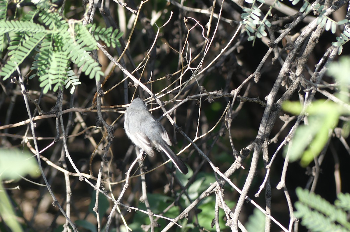 Black-tailed Gnatcatcher - ML644227957